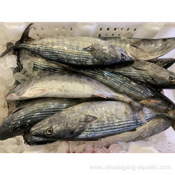 Frozen Fish Bonito Skipjack Bqf 200-300g 300-500g